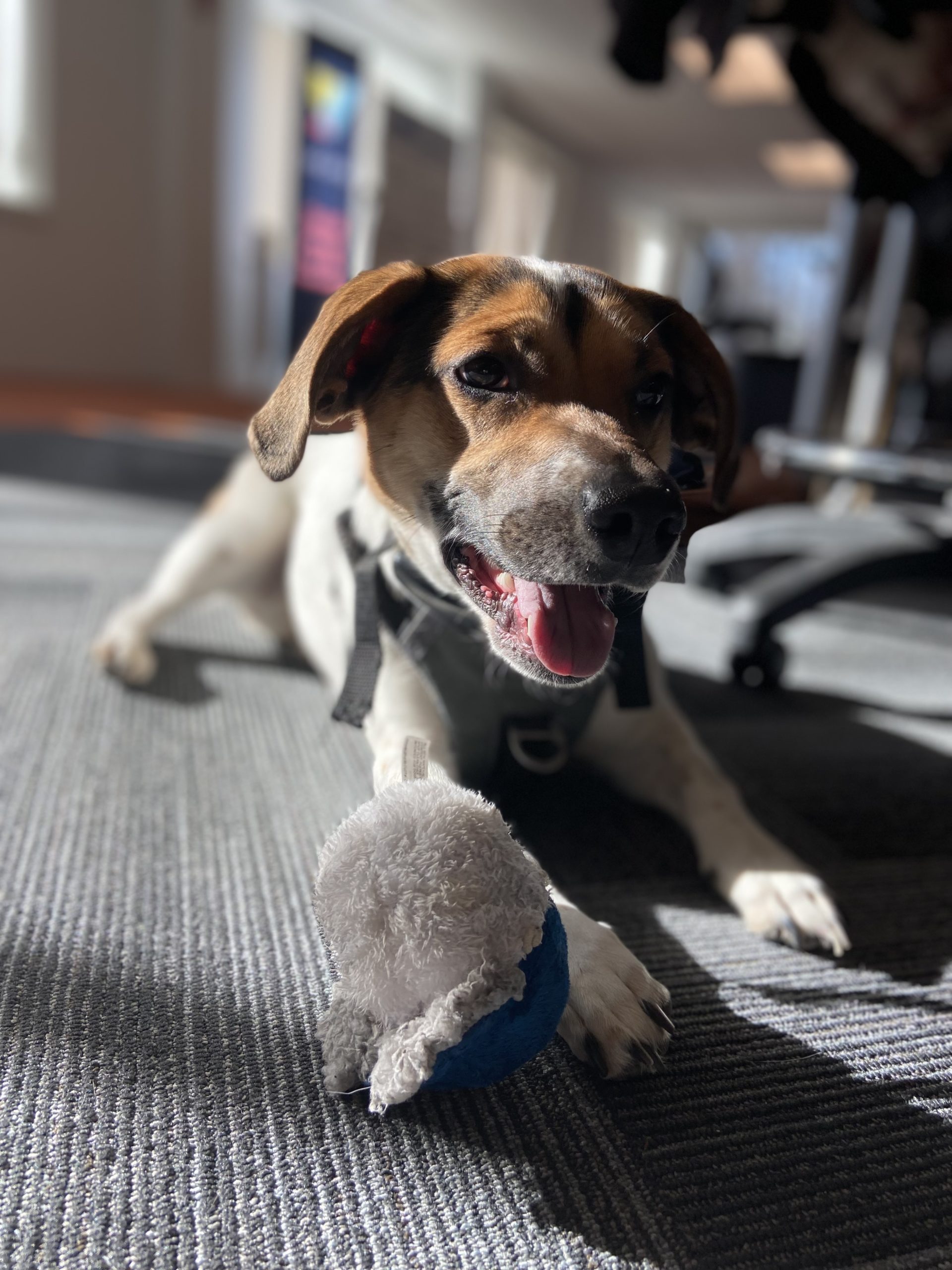 Reveneer mascot, a beagle